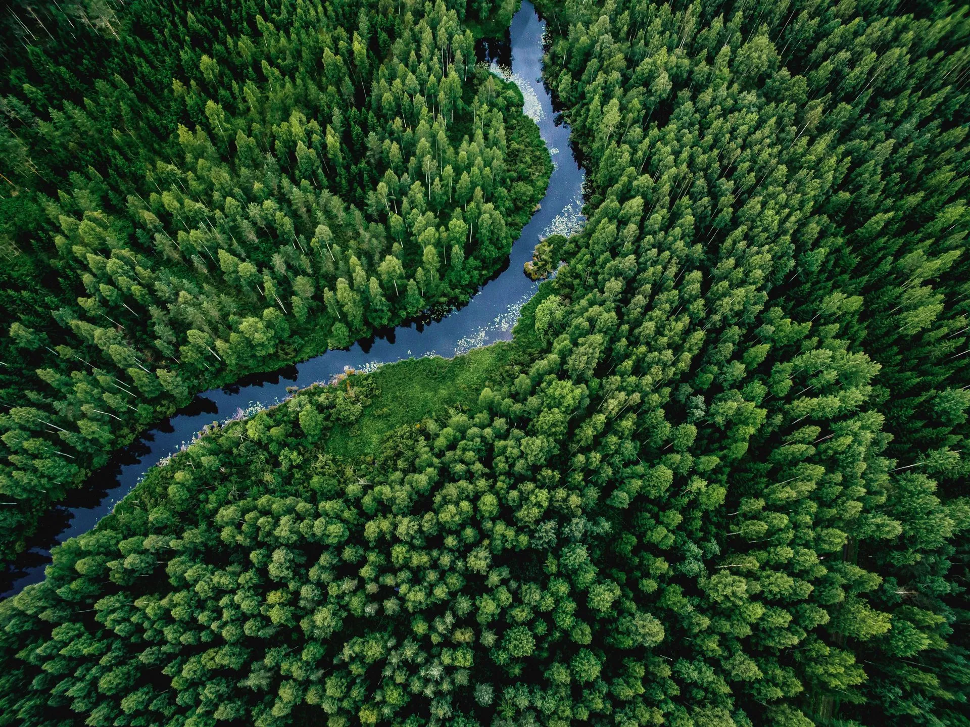 A lush green forest with a winding blue river flowing through it. Aerial view.